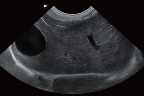 Diagnóstico por imagen veterinario trabajo 8