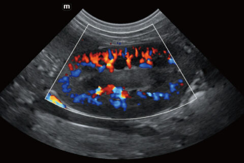 Diagnóstico por imagen veterinario trabajo 7