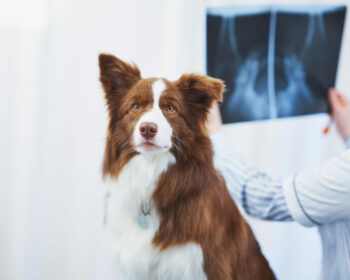 Diagnóstico por imagen veterinario radiografia