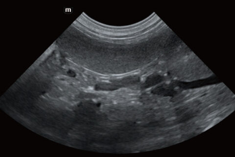 Diagnóstico por imagen veterinario trabajo 6