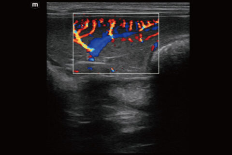 Diagnóstico por imagen veterinario trabajo 5