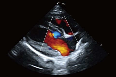 Diagnóstico por imagen veterinario trabajo 4