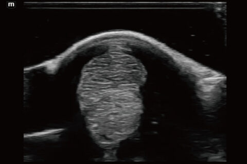 Diagnóstico por imagen veterinario trabajo 2