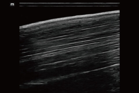 Diagnóstico por imagen veterinario trabajo 1