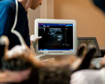 Diagnóstico por imagen veterinario ecografia